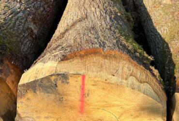 Otkup i distribucija tehničkog drveta