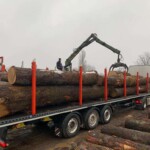Trupci Dendrocor